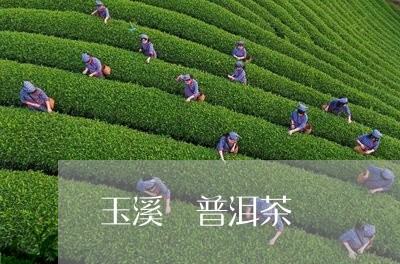 玉溪 普洱茶/2023042804625